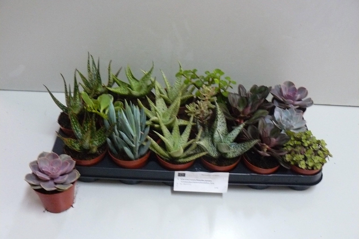 <h4>SUCC GEM 6 SRT</h4>
