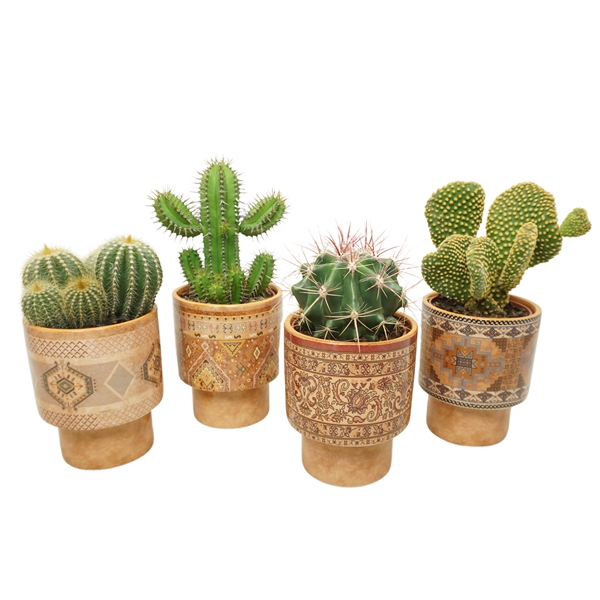<h4>Cactus gemengd</h4>