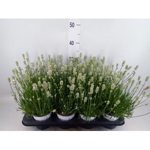 Lavandula interm. 'Edelweiss'