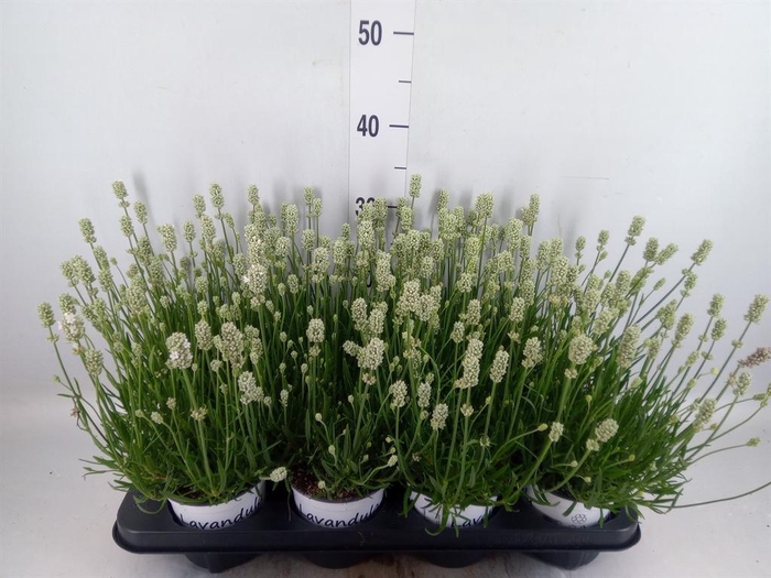 <h4>Lavandula interm. 'Edelweiss'</h4>