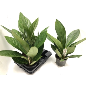 Anthurium jenmanii Lovely Green 15Ø 60cm