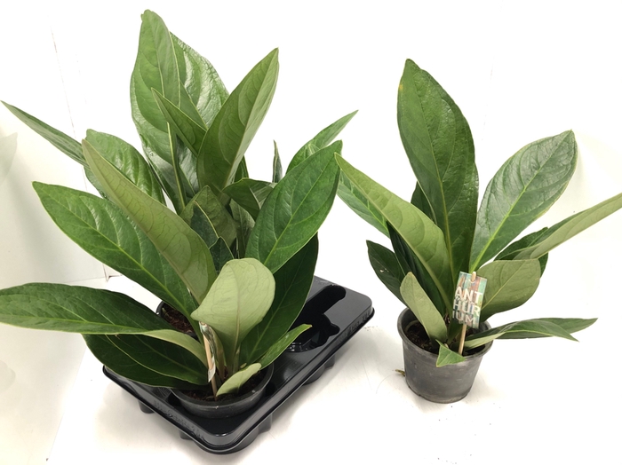 Anthurium jenmanii Lovely Green 15Ø 60cm