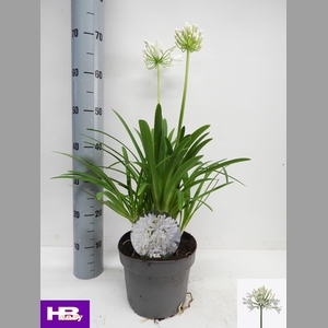 AGAPA HENRYS WHITE