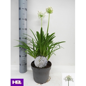 AGAPA HENRYS WHITE