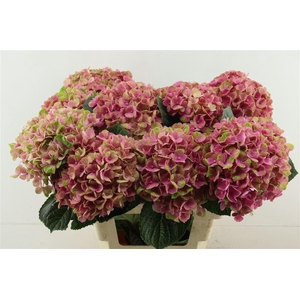 Hydr M Coral Pink 65-19
