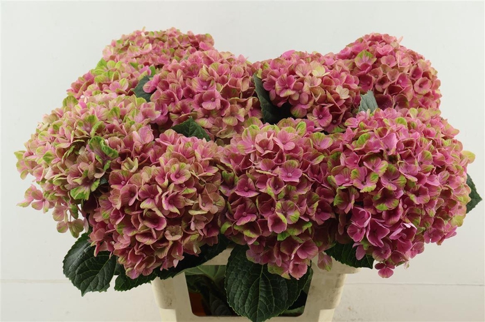 <h4>Hydr M Coral Pink 65-19</h4>