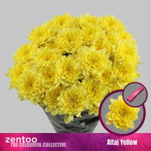 Chr T Altaj Yellow
