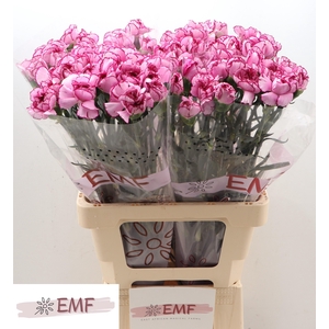 DI ST ROYAL DAMASCUS