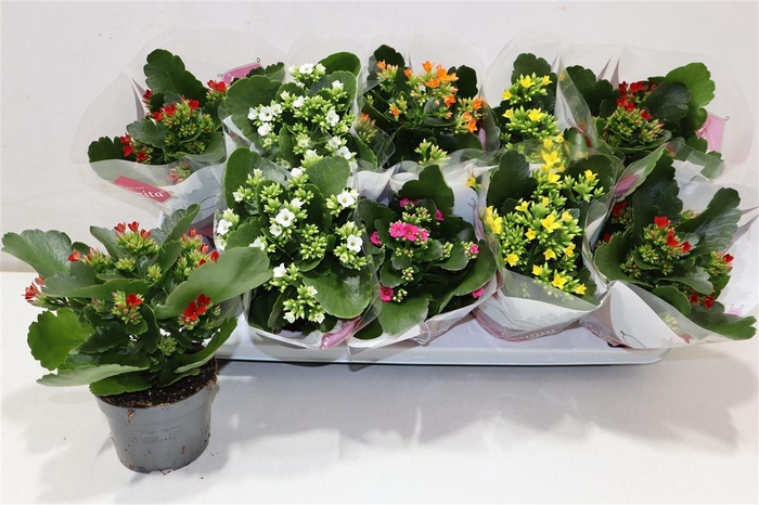 <h4>Kal En Gem 5 Kl</h4>