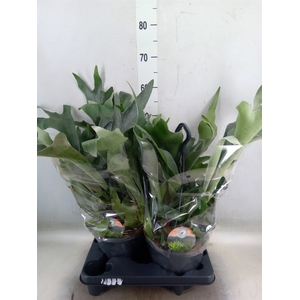 Platycerium bifurc.