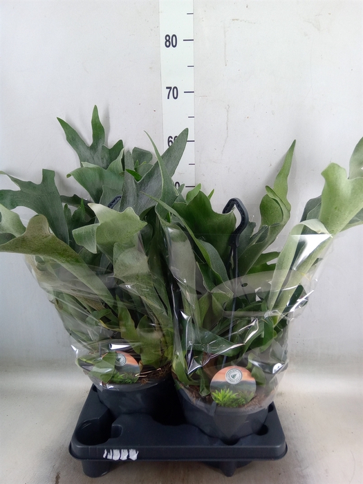 <h4>Platycerium bifurc.</h4>