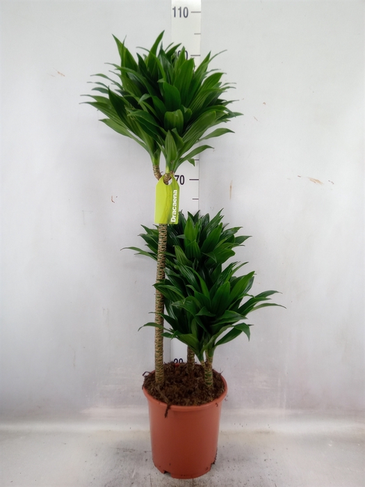 Dracaena frag. 'Compacta'