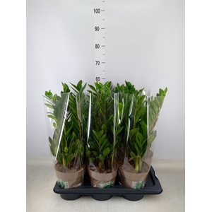 Zamioculcas zamiifolia