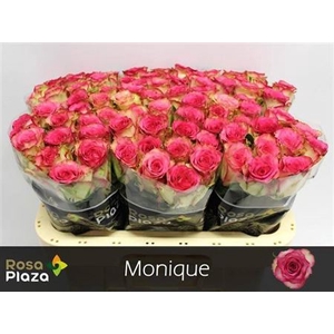 R Gr Monique