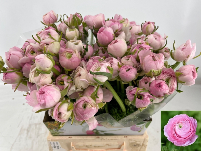 <h4>RAN AM PINK</h4>