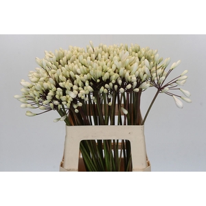 Agapanthus  'Barcelona'