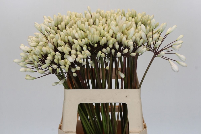 <h4>Agapanthus  'Barcelona'</h4>
