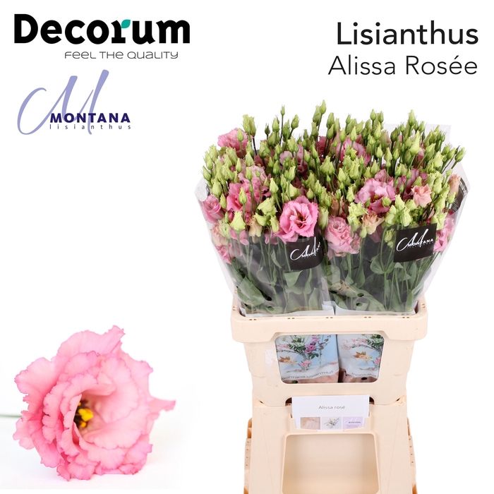 Lisianthus Alissa rosee 60cm