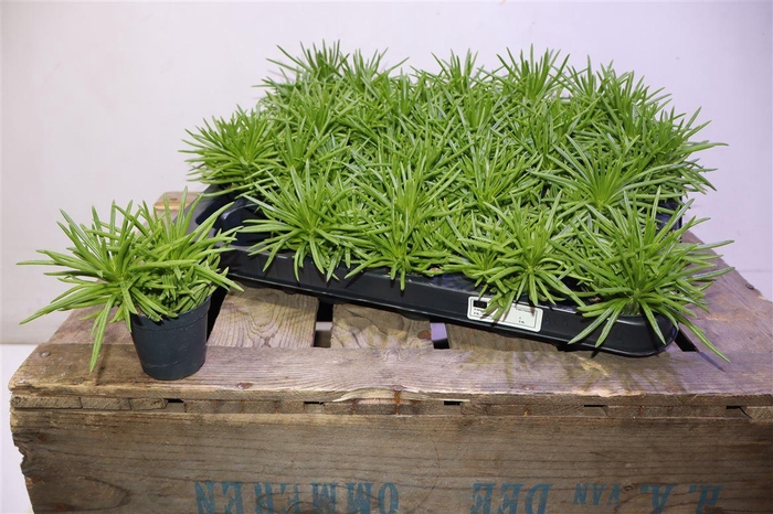 <h4>Senec Arch Himalaya</h4>