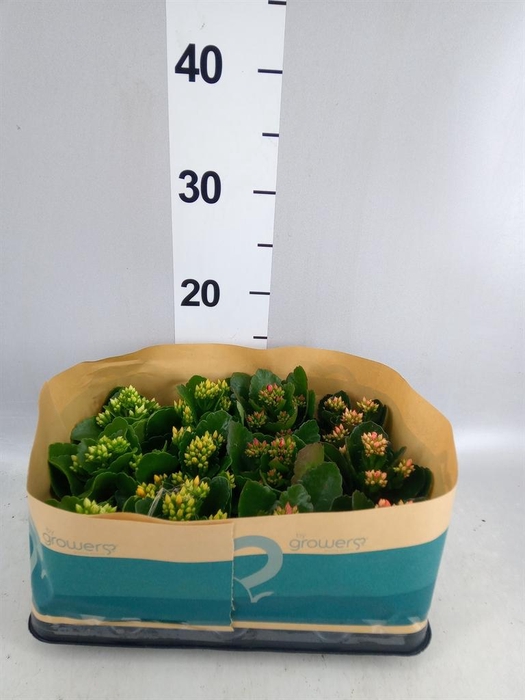 <h4>Kalanchoe blos.   ..</h4>