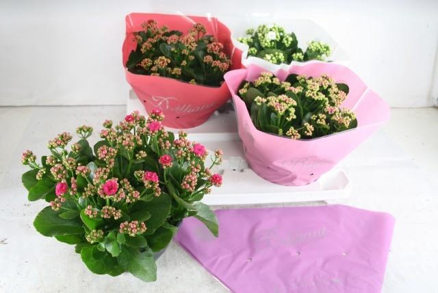 <h4>KAL GE GEM 4 KL</h4>