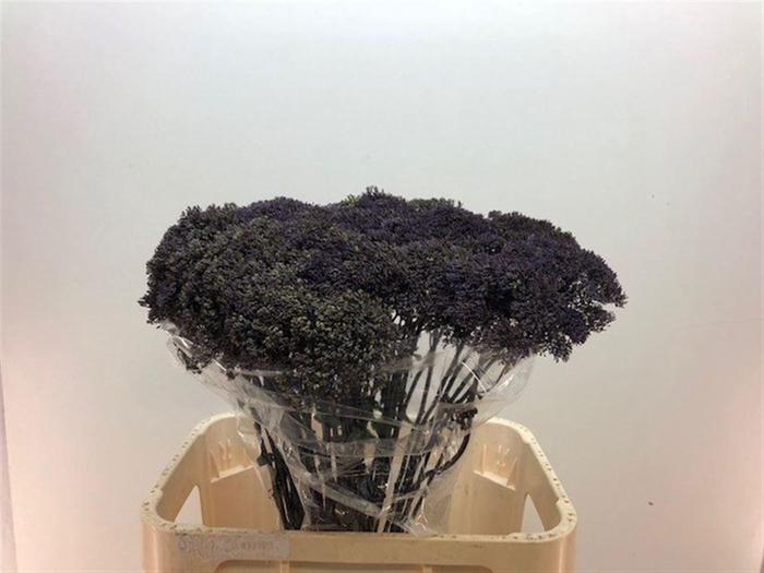 <h4>TRACH LAKE SUPERIOR</h4>