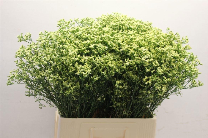 <h4>LIM SIN SEN YELLOW</h4>