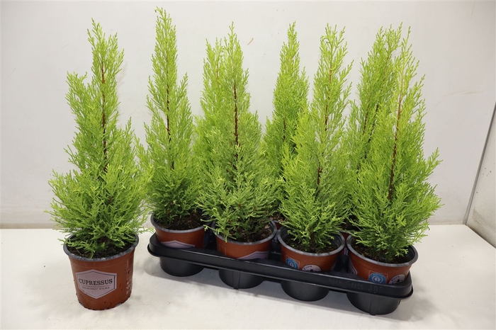 <h4>Cupr Ma Goldc Wilma</h4>