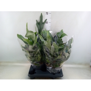 Platycerium bifurc.