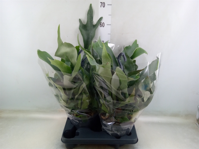 <h4>Platycerium bifurc.</h4>