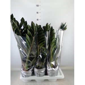 Zamioculcas zamiifolia 'Super Nova'