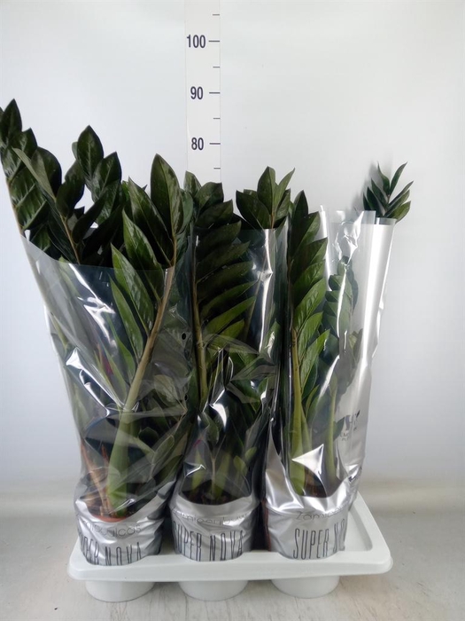 <h4>Zamioculcas zamiifolia 'Super Nova'</h4>