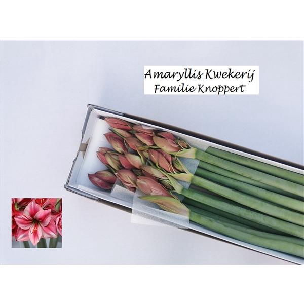 <h4>HIPP GA GERVASE 12</h4>