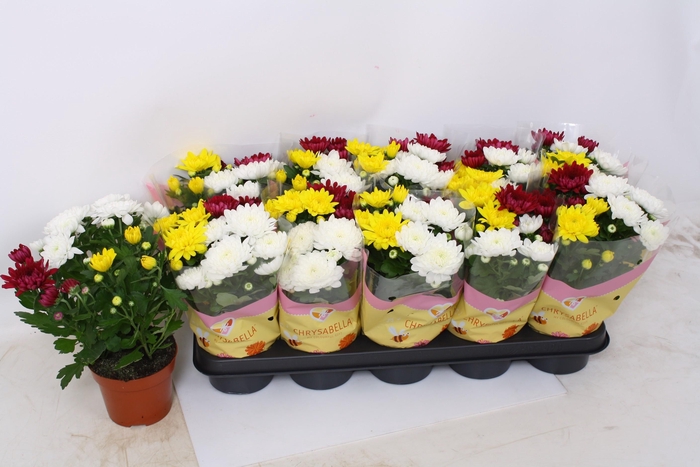 <h4>CHRYS GEM IN POT</h4>