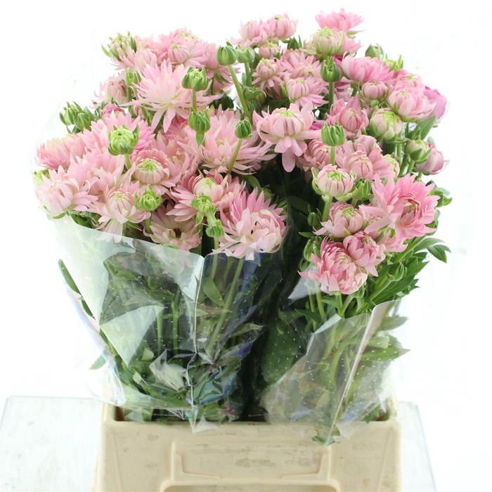 <h4>Ran Nat Moderna Venus</h4>