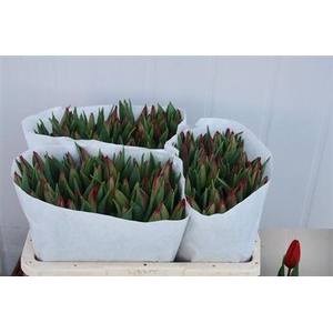 Tulipa si strong love