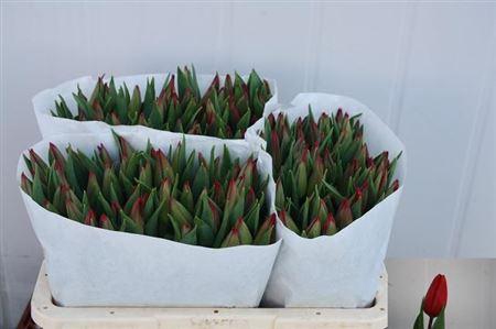 <h4>Tulipa si strong love</h4>