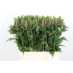 Chelone Per Stuk