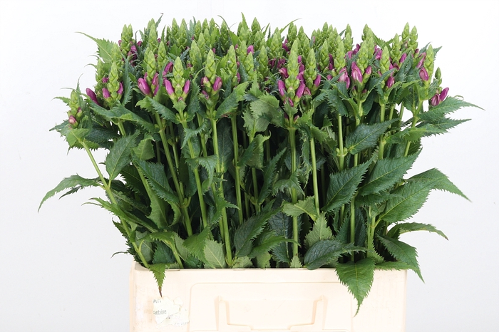 <h4>Chelone Per Stuk</h4>