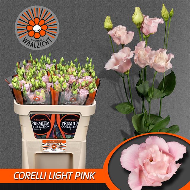 EUS G CORELLI L PINK