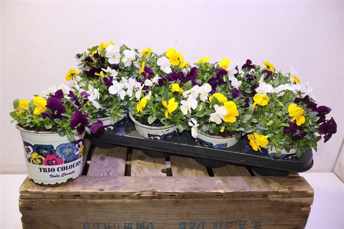 <h4>Vio Tricolor</h4>