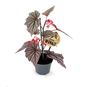 BEGONIA MACULATA p12 Ashura Wing