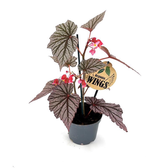 <h4>BEGONIA MACULATA p12 Ashura Wing</h4>