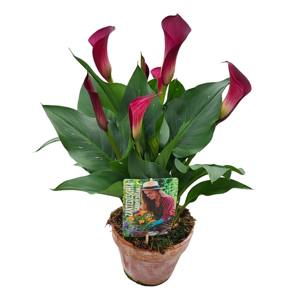 <h4>Zantedeschia Garden Dream 'paars' in rustieke pot</h4>