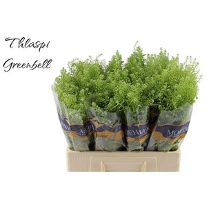 LEP RU GREEN BELL