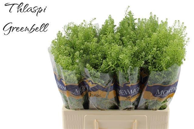 <h4>LEP RU GREEN BELL</h4>
