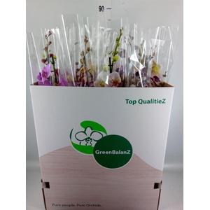 Phalaenopsis   ...mix