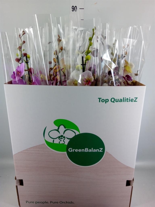 <h4>Phalaenopsis ...mix</h4>