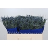 Eryngium Blue Dynamite