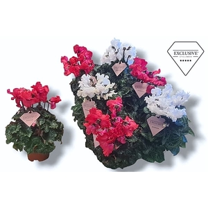 Cyclamen Exclusive® Merengue Rood Wit Mix